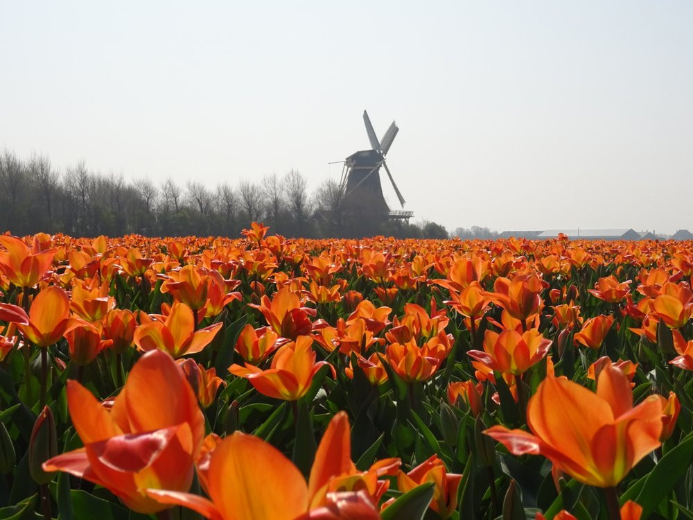 Sint Maartenszee旅游攻略图片