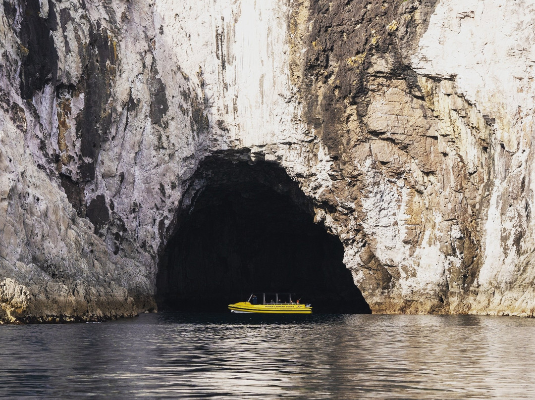 Ocean Leopard - Cathedral Cove Boat Tours-菲蒂昂格必去景点