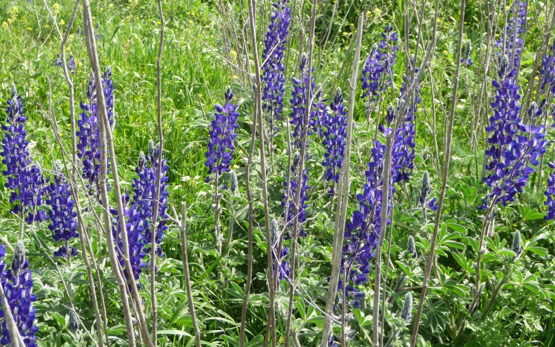 Nahal Hashofet-Yokneam Moshava必去景点