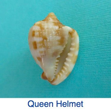 She Sells Sea Shells景点图片