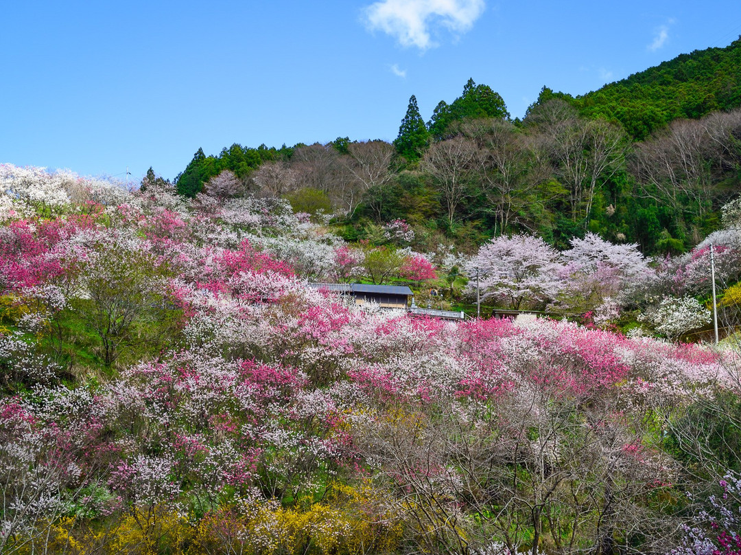 Hanamomo of Kamiguki-仁淀川町必去景点