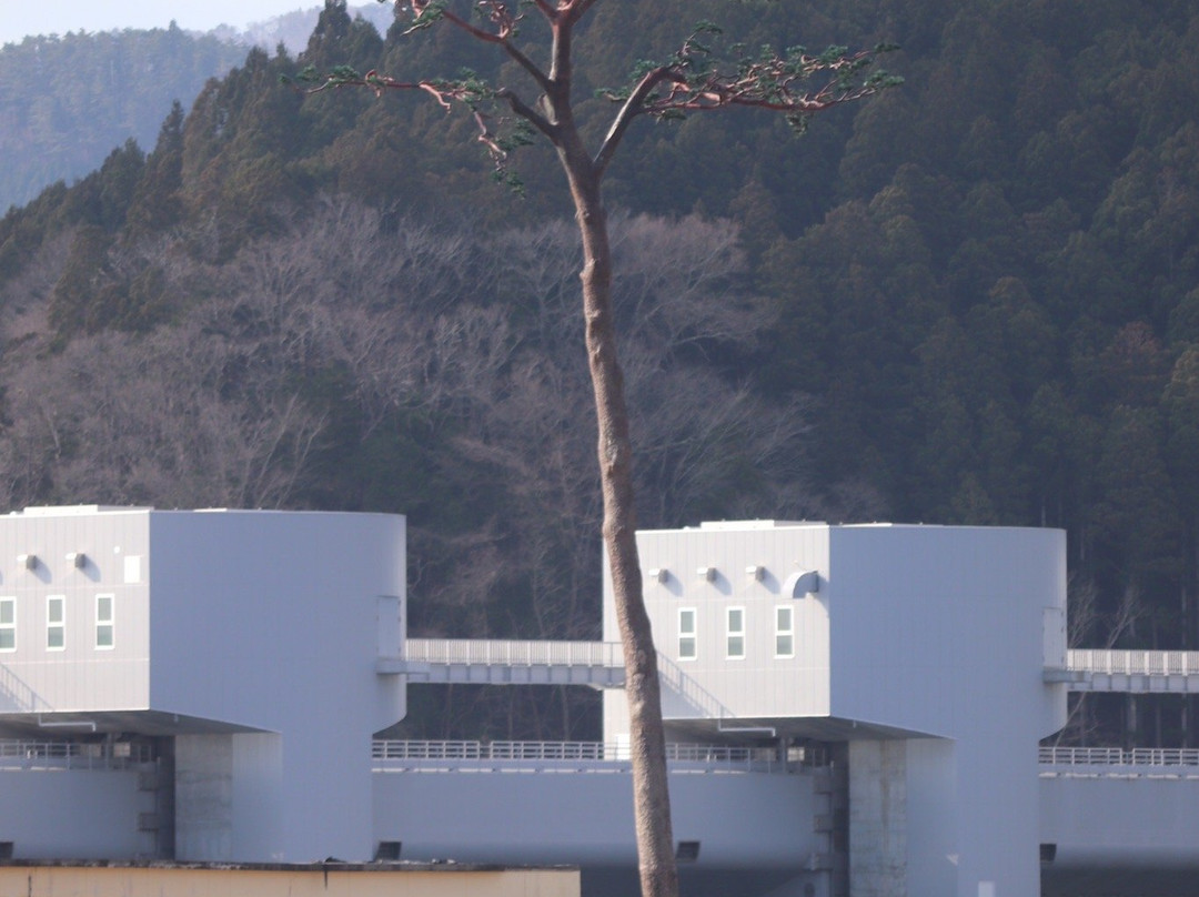 Miracle Lone Pine Tree-陆前高田市必去景点