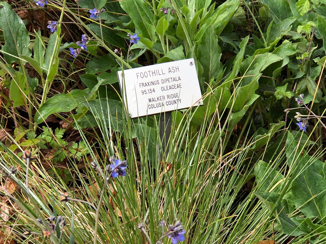 Regional Parks Botanic Garden-伯克利必去景点