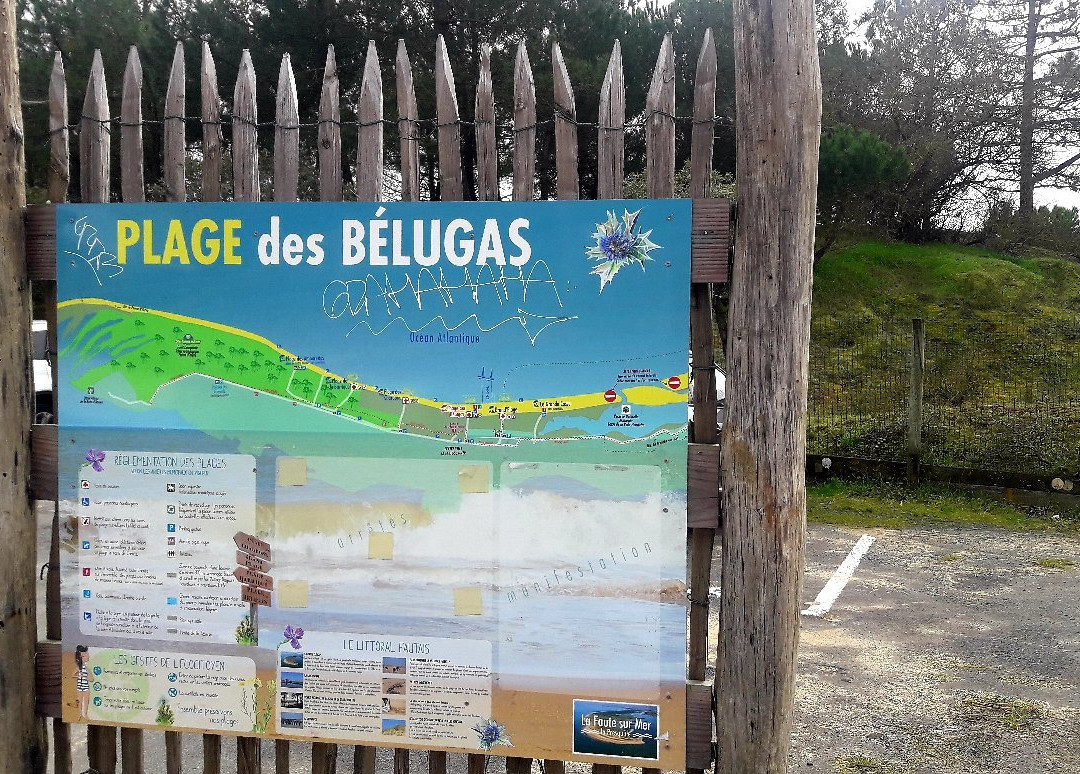 Plage des Belugas景点图片