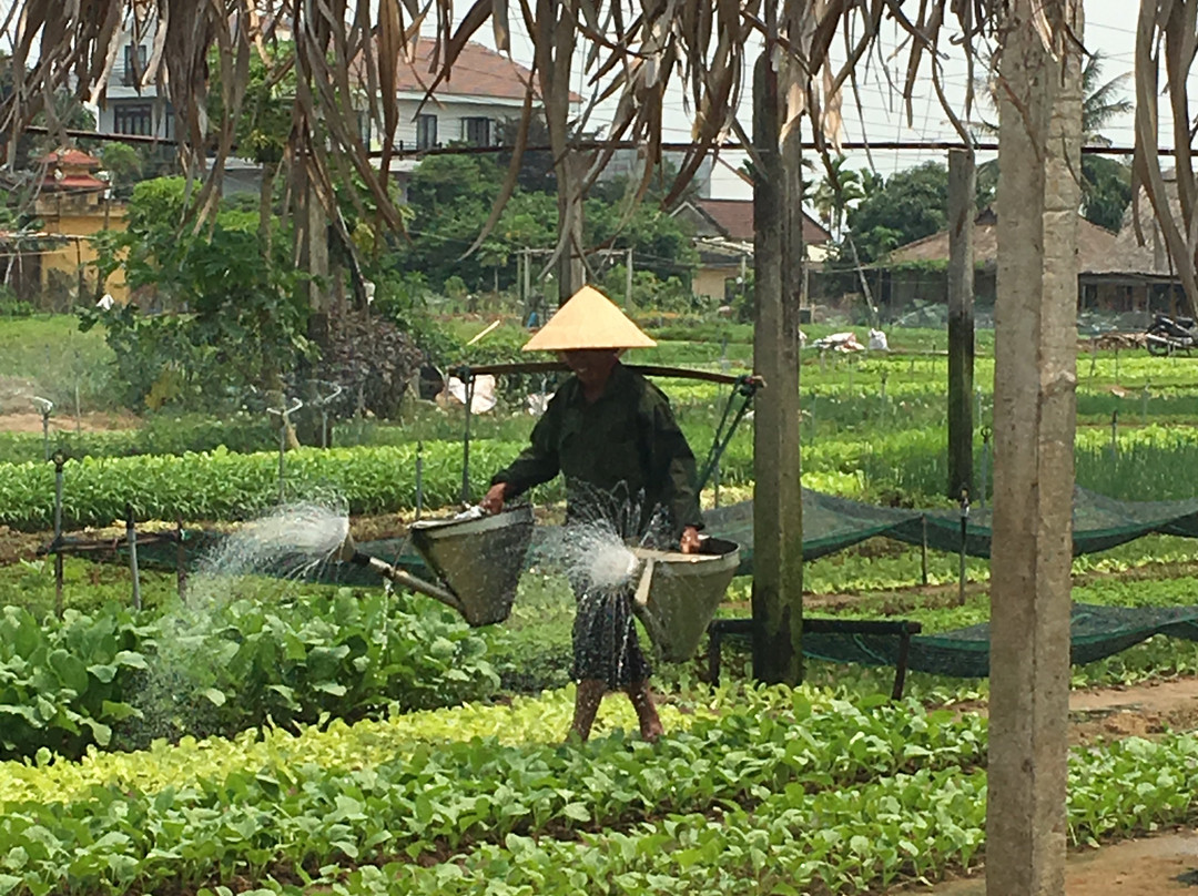 Tra Que Vegetable Village-会安必去景点