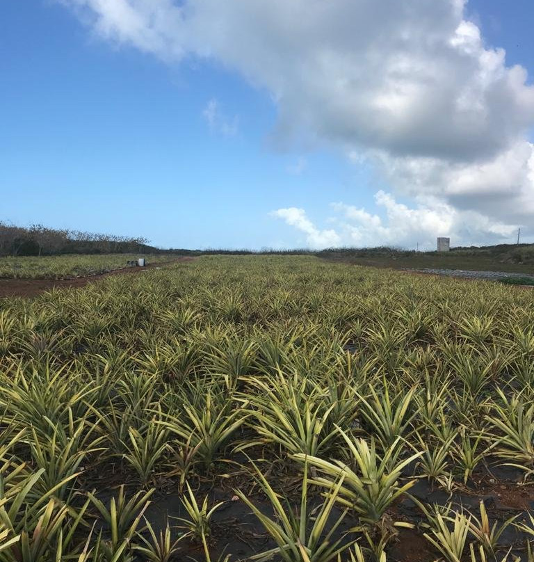 Eleuthera Pineapple Farm Tours-伊柳塞拉必去景点