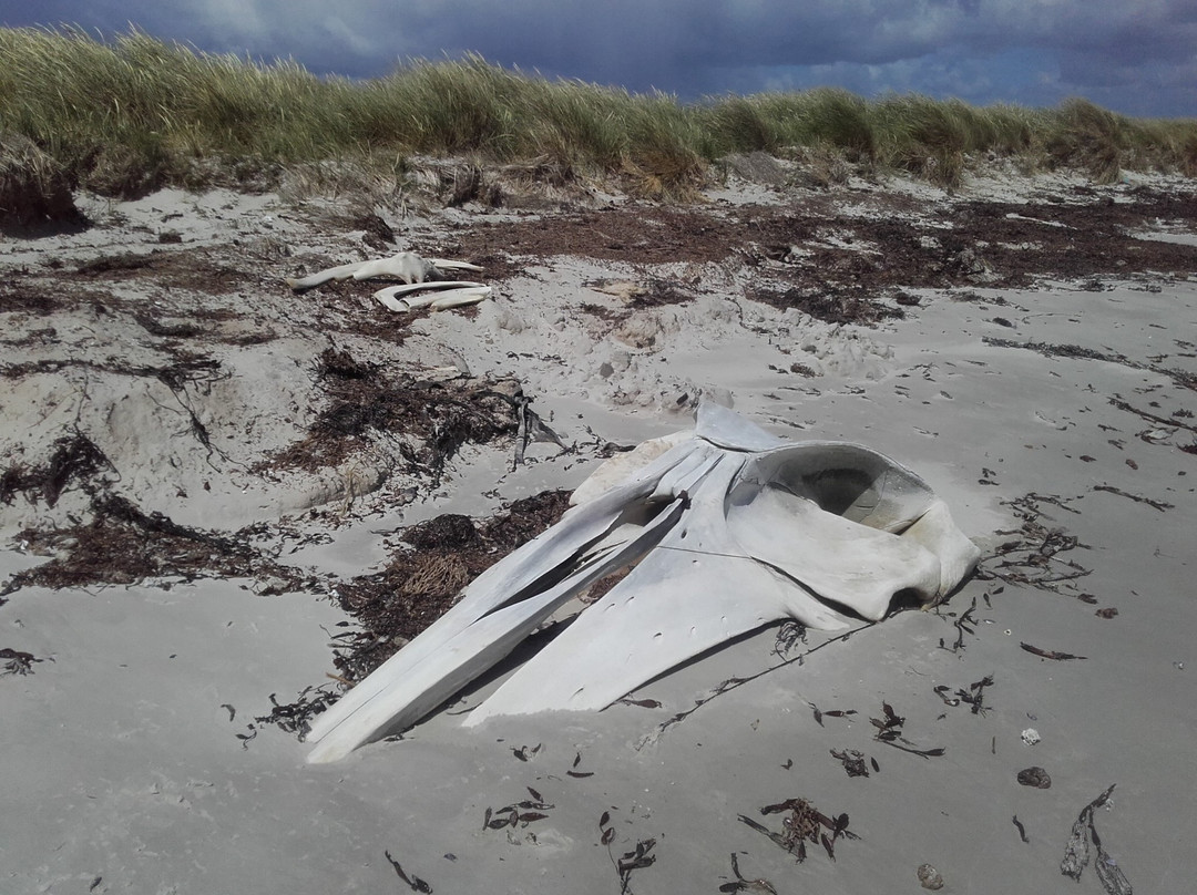 Pebble Island Lodge主图