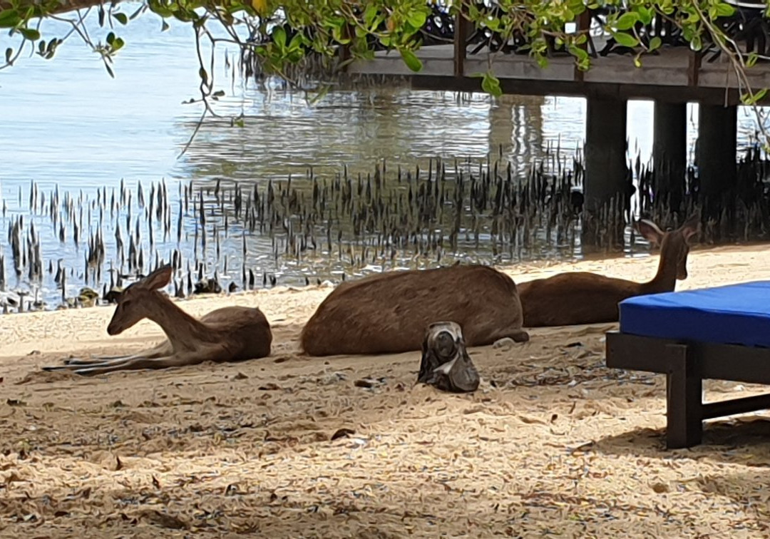 梦杰甘度假酒店主图