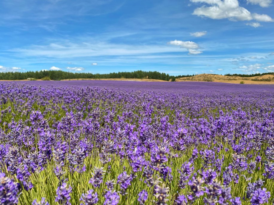 New Zealand Alpine Lavender Farm景点图片