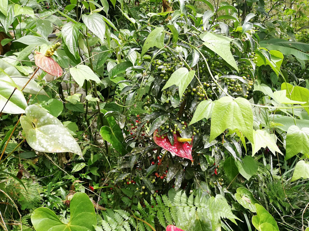 Amaranta Mariposario