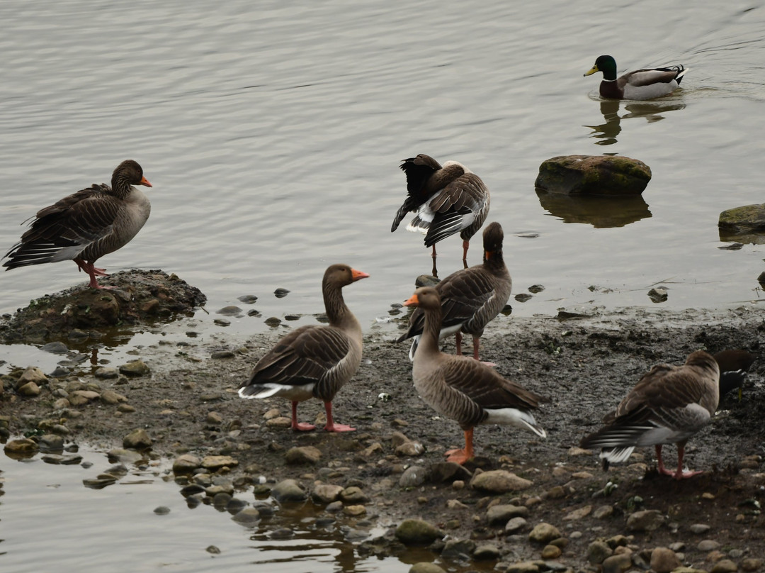 Marfield Wetlands Nature Reserve景点图片