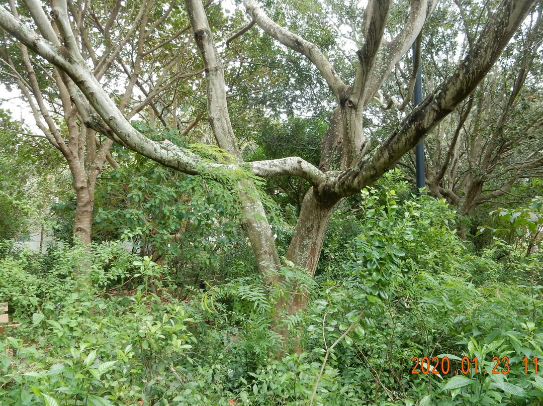Robert J Huckshorn Arboretum-朱庇特必去景点