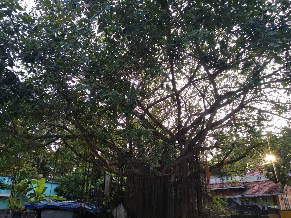 Janardhana Swami Temple-瓦卡拉必去景点