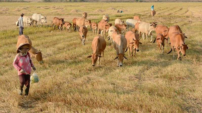 VietNam VIP Private Tours & Transfer-胡志明市必去景点