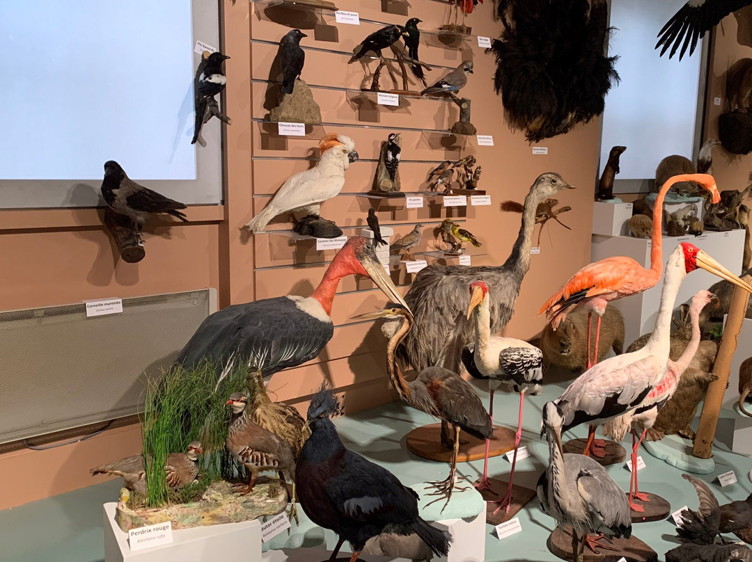 Muséum d'Histoire Naturelle de Tours景点图片