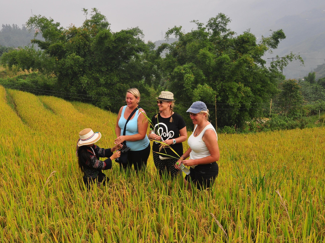 Local Tours SAPA景点图片