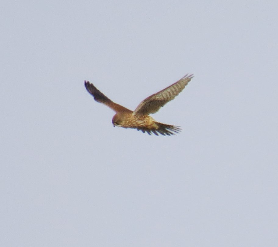 South Walney Nature Reserve景点图片