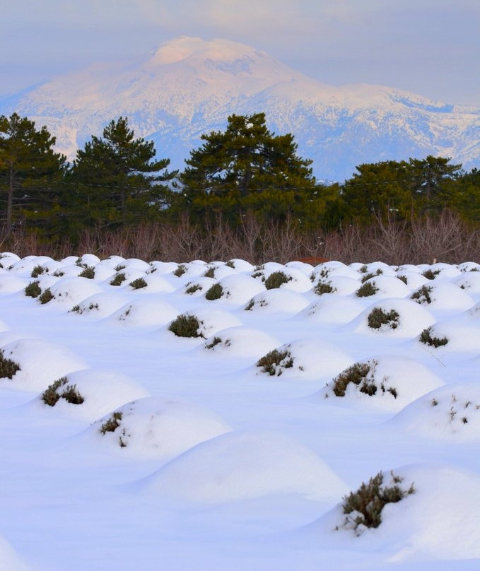 Gundogar Lavanta Bahceleri-Acipayam必去景点