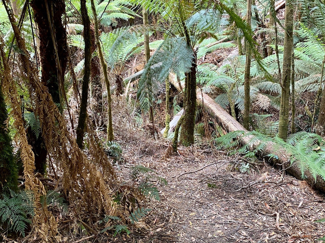 Beauchamp Falls-Beech Forest必去景点