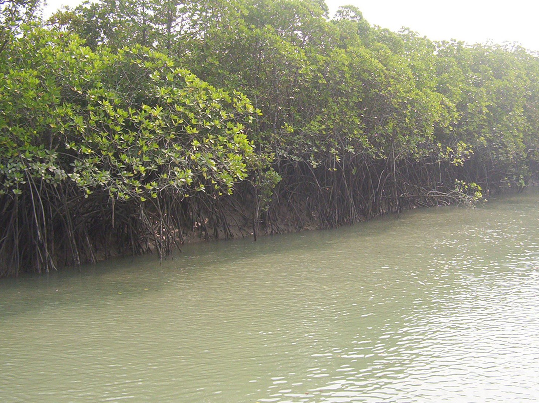 Sundarban Wild Safari景点图片
