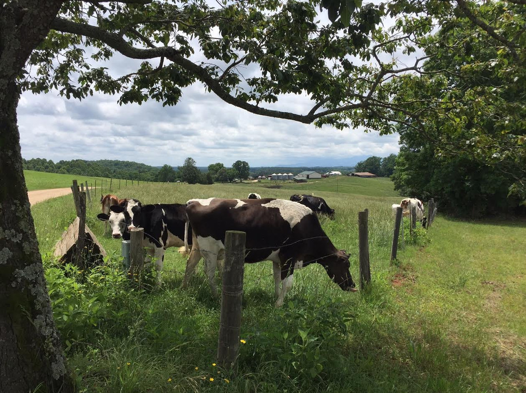 Looking Glass Creamery Farm and Store景点图片