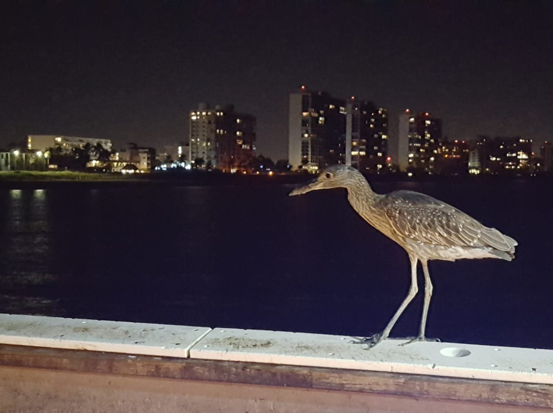 Deerfield Beach International Fishing Pier景点图片