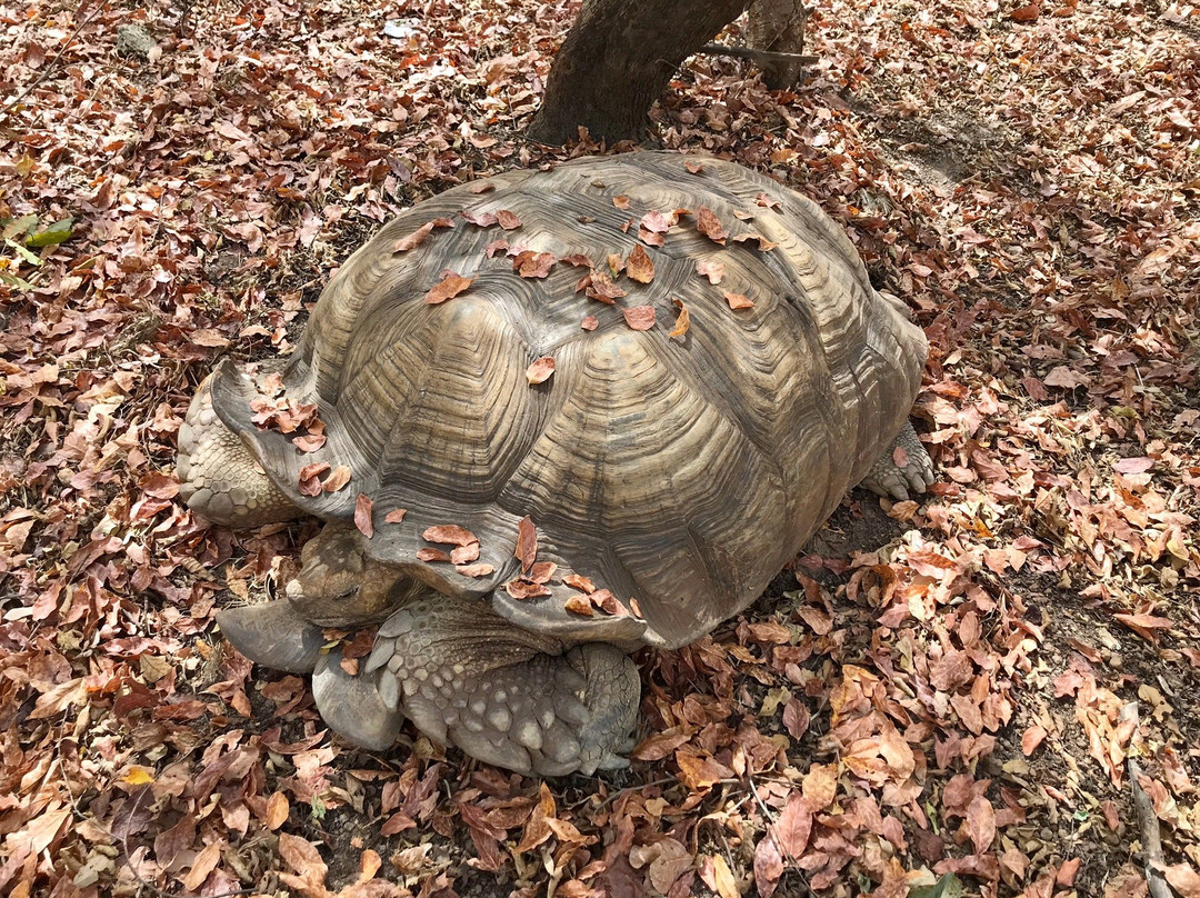 Parc Animalier-瓦加杜古必去景点