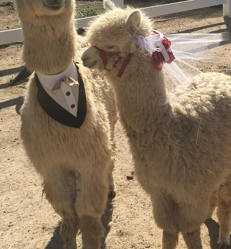 Acacia Mansion主图