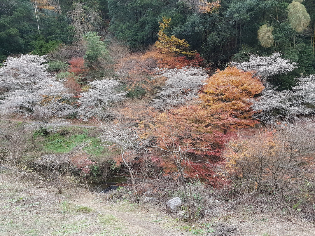 Obara Fureai Park / Shikizakura-丰田市必去景点