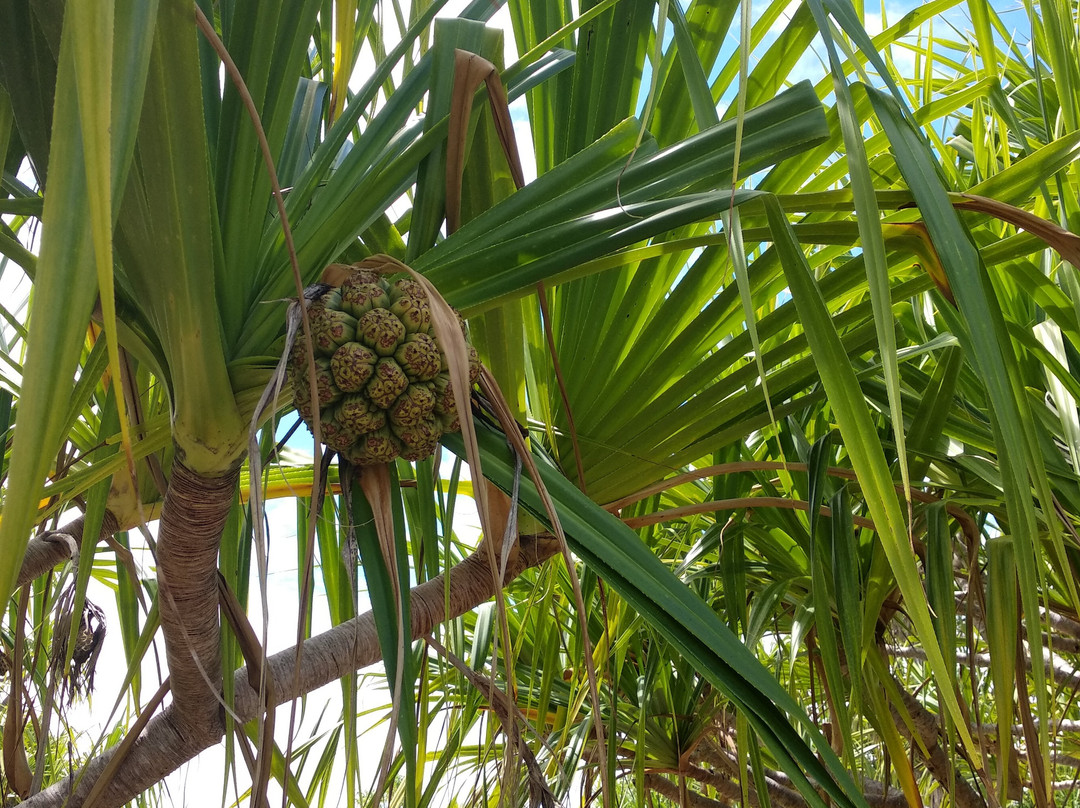 Excursion Tetiaroa-帕皮提必去景点