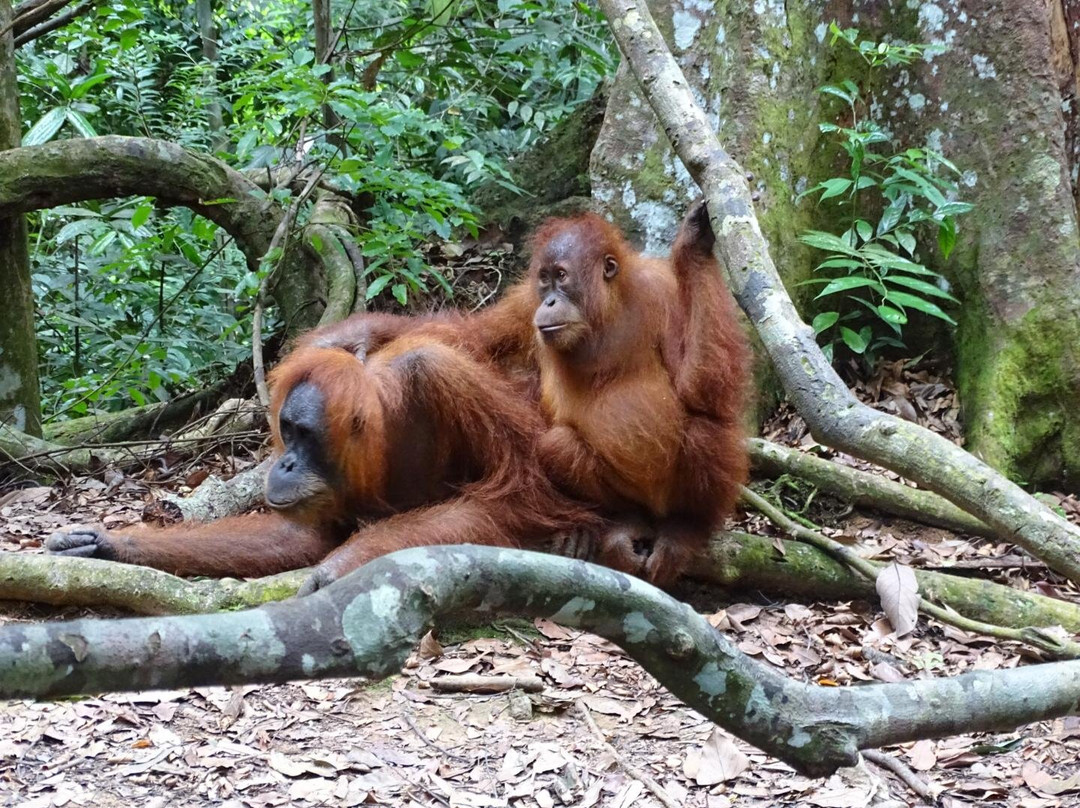 Bukit Lawang Eco-Jungle-Tours-武吉拉旺必去景点
