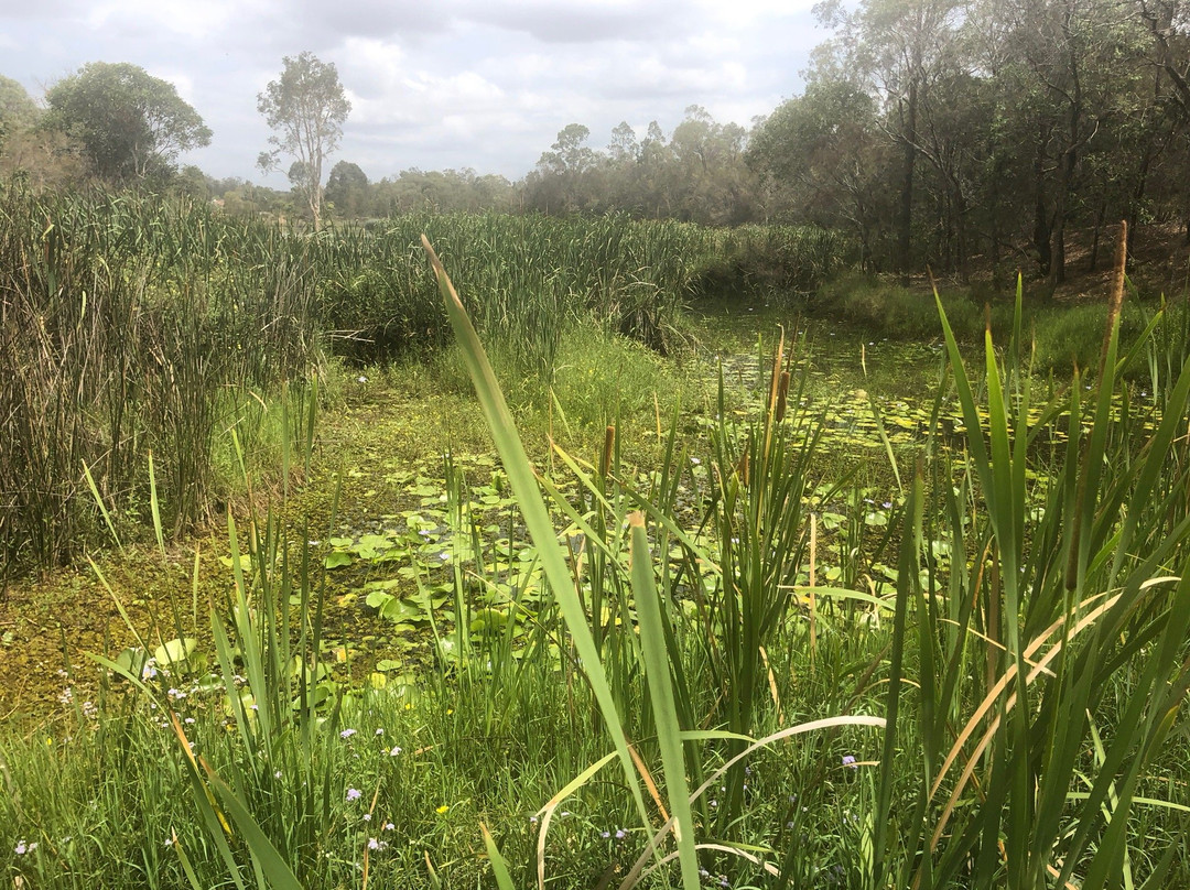 Berrinba Wetlands Park景点图片