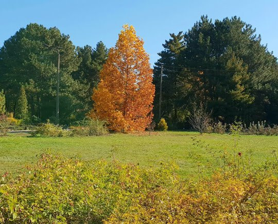 Botanical Garden of Dnipro National University-第聂伯罗必去景点