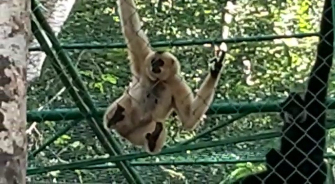 Dao Tien Endangered Primate Species Centre景点图片