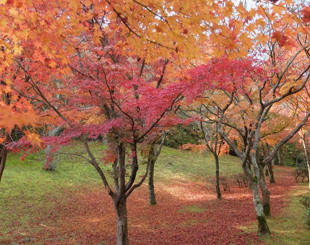 Kagamiyama Park景点图片