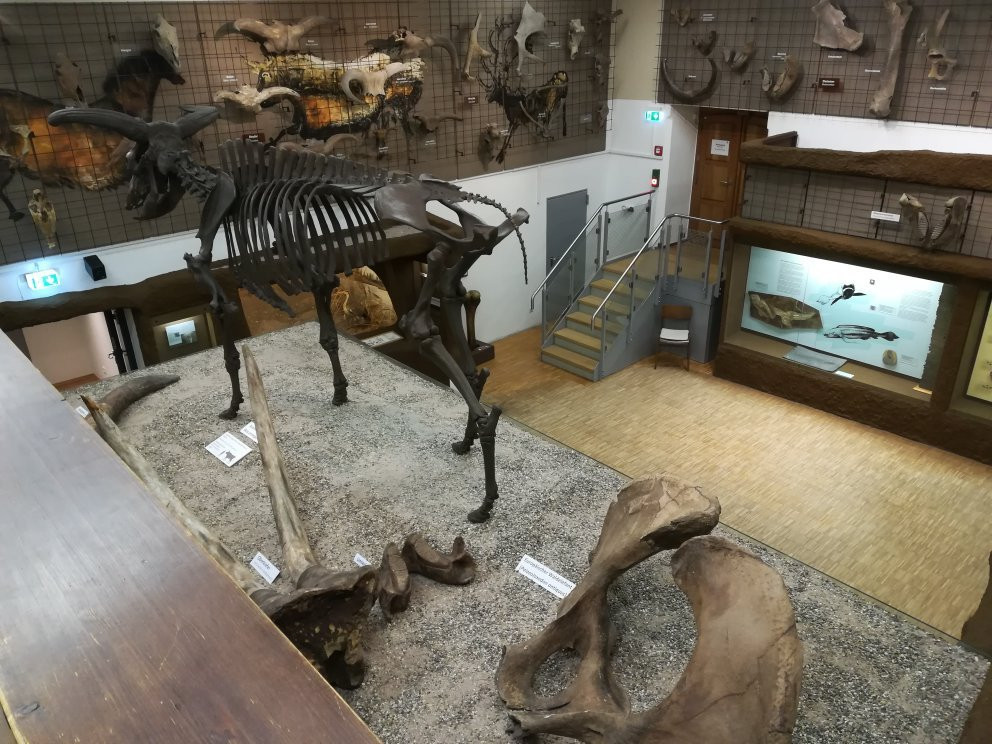Pfalzmuseum für Naturkunde-巴特迪克海姆必去景点