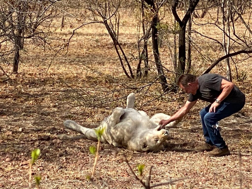 Lion and Cheetah Sanctuary-柯立南必去景点