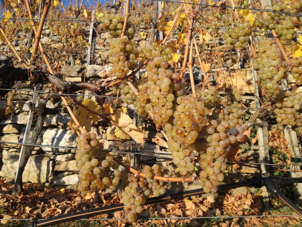 Weingut Franz Hirtzberger-施皮茨必去景点