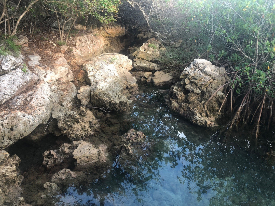 Tom Moore's Jungle-Hamilton Parish必去景点