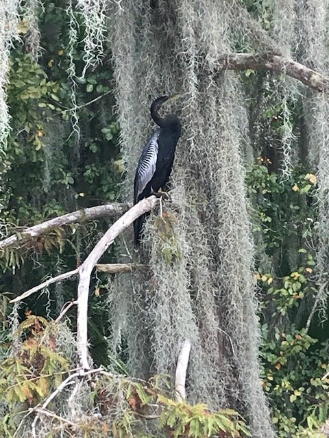 Palm Island Park-Mount Dora必去景点