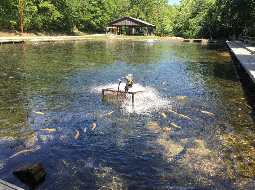 Mountain Springs Trout Park景点图片