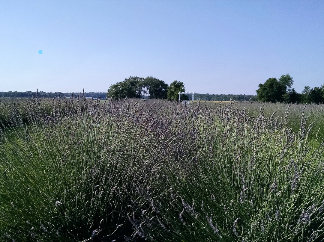Purple Rain Lavender Farm景点图片