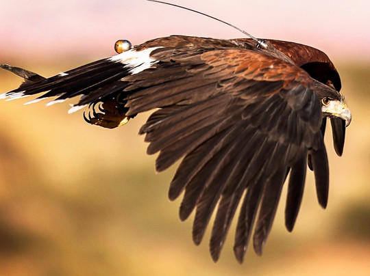 International Raptor & Falconry Center-弗拉格斯塔夫必去景点
