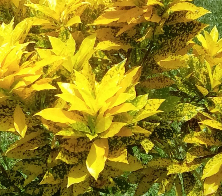 Jardin Botanique de Bingerville景点图片