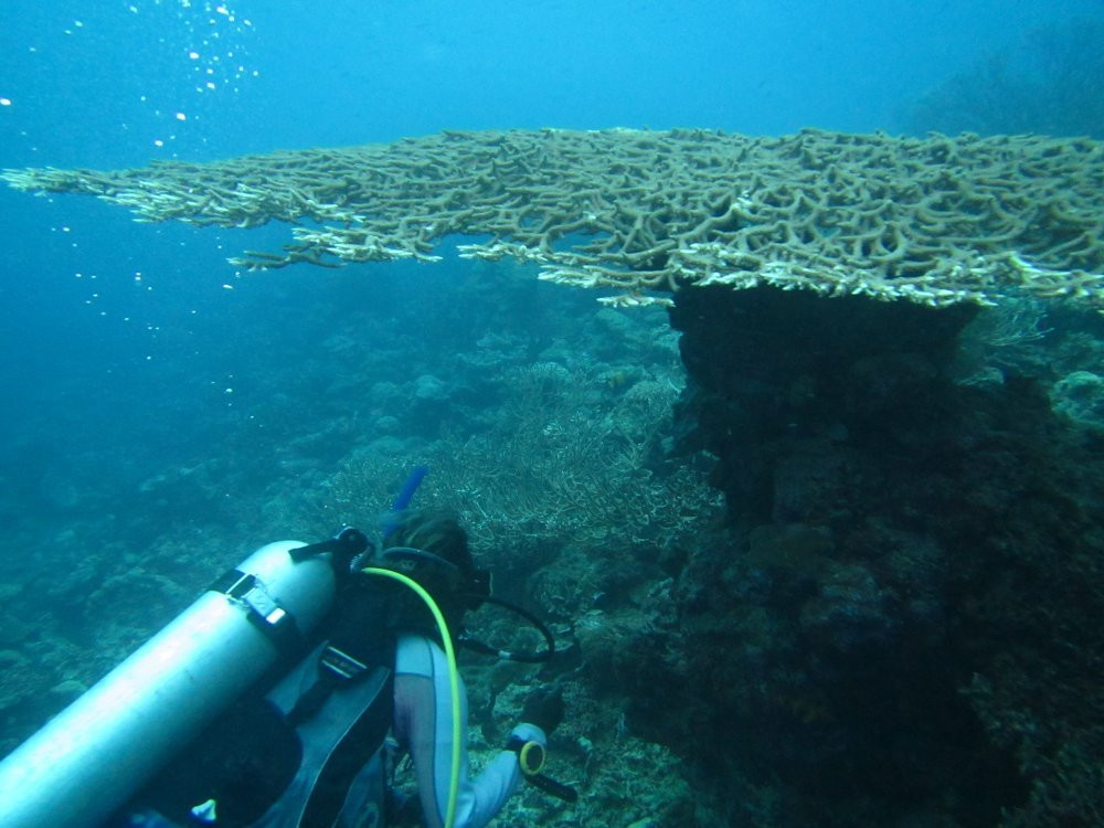 Dive Munda景点图片