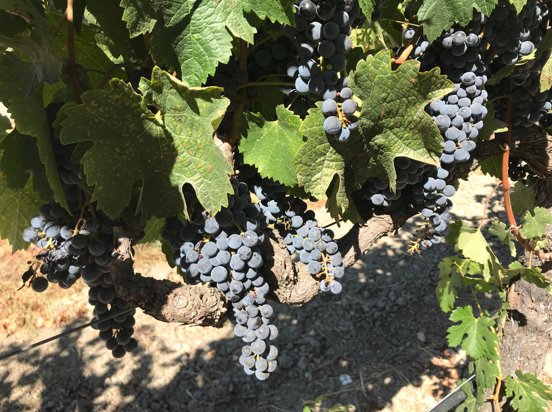 Medlock Ames Winery景点图片
