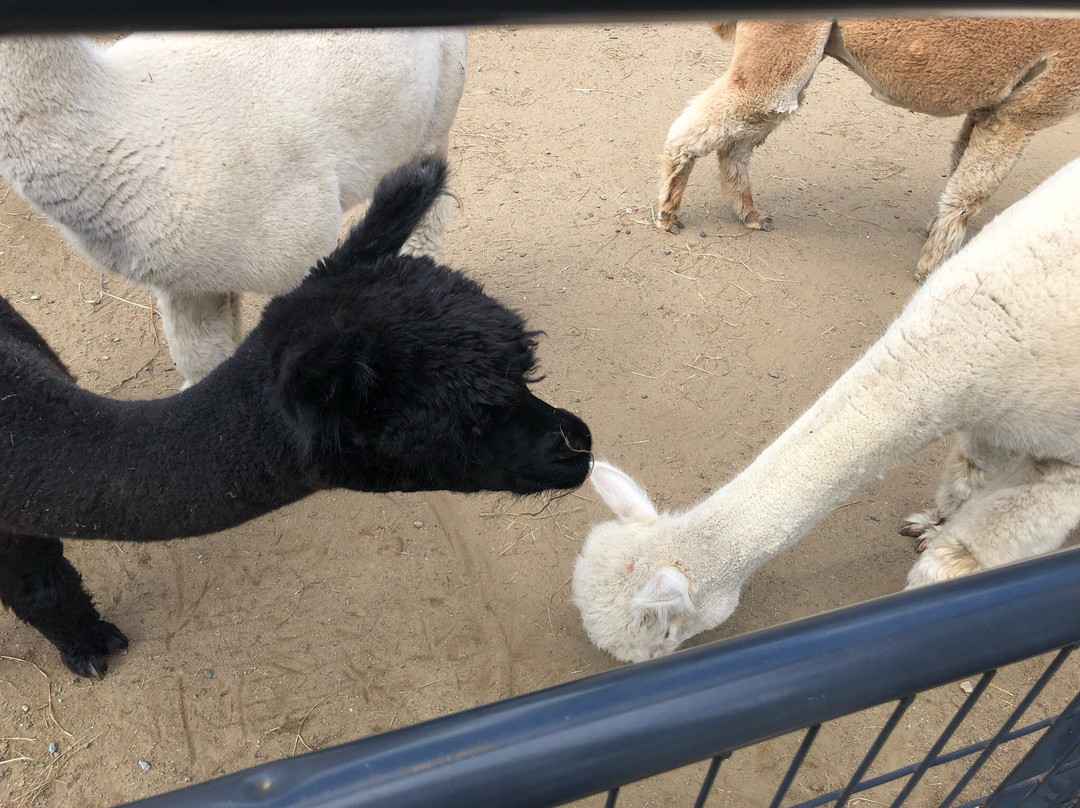 Living The Dream Alpaca Farm-Quechee必去景点