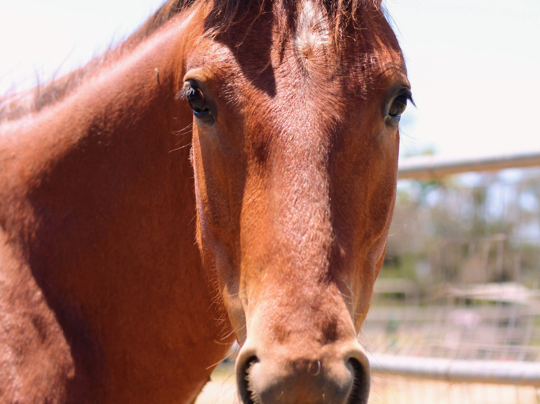 American Legend Mustang-奥海必去景点