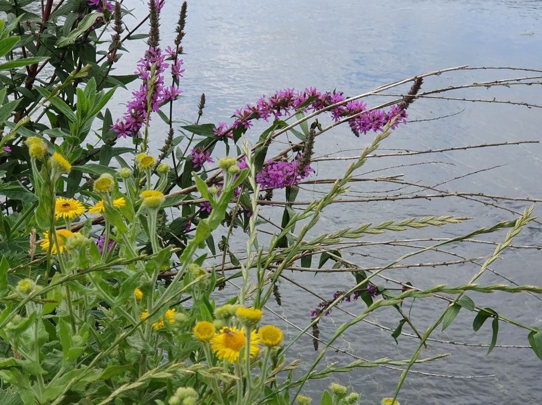 Harnham Water Meadows-索尔兹伯里必去景点