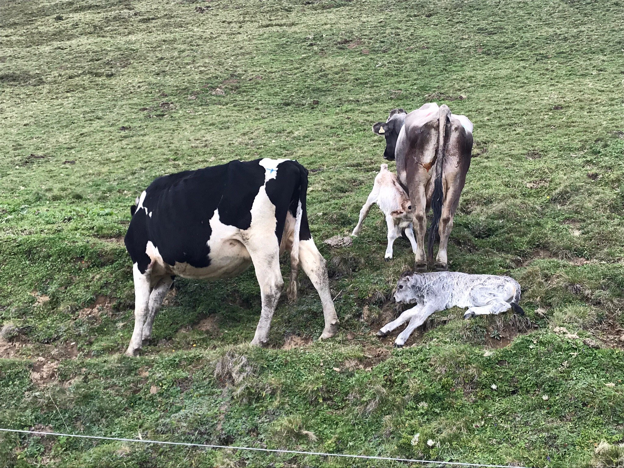 Gasthof Alpenhof-官方